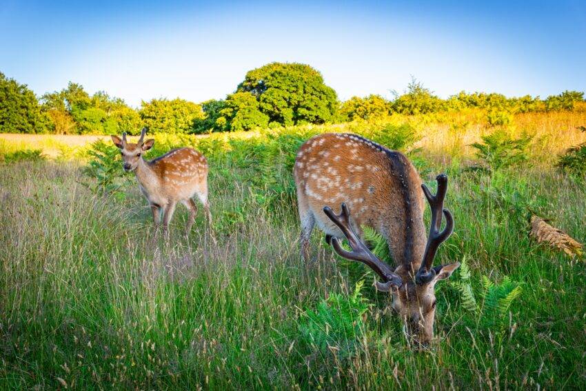 The World Wide Fund for Nature estimates there has been a 69% average loss in the abundance of mammal, bird, reptile, fish and amphibian species since 1970, and more than a quarter of all species are under current threat of extinction.